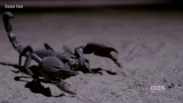 ПАУКИ В ДЕЛЕ! Паук против скорпиона, мыши, ящерицы, змеи смотреть онлайн