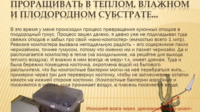 манго из косточки часть 1 смотреть онлайн