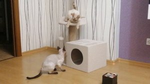 Разборки или любовь