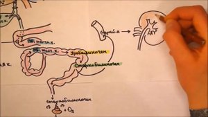 Желтухи : патогенез, типы - гемолитическая, паренхиматозная и механическая
