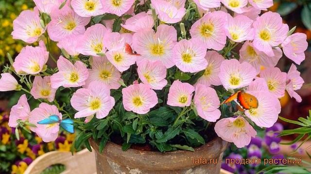 Энотера красивая Сискью Пинк ? обзор: как сажать, саженцы энотеры Сискью Пинк смотреть онлайн