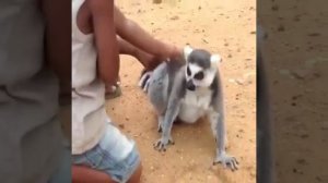 Скунс прикол