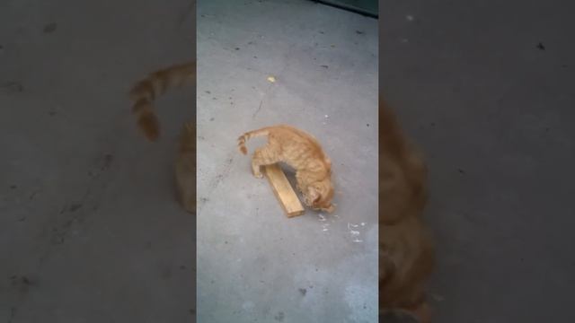 Коту понравилась белизна. смотреть онлайн