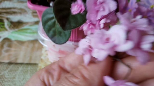 Фиалки! Красивые и неприхотливые сорта фиалок. смотреть онлайн