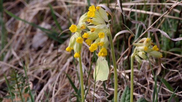 Первоцвет весенний и ветреница лютичная. Spring primrose and anemone