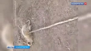 Чупакабра? В Башкирии поймали неизвестного хищника, нападавшего на подворья