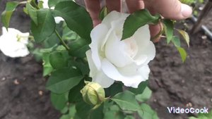 Принцесса Киши/Принцесса Миюки
