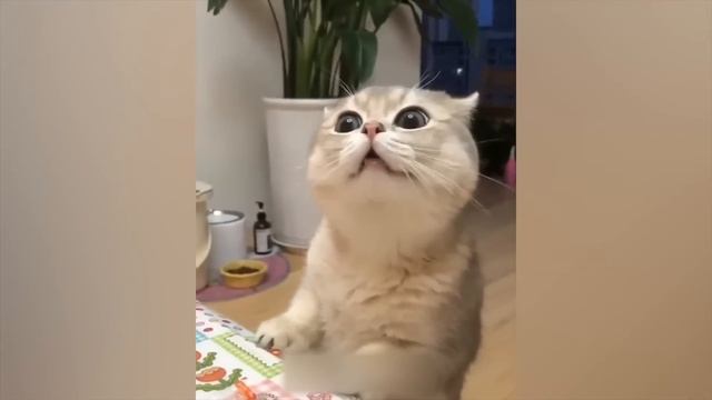 ПРИКОЛЫ С КОТАМИ! Самая смешная озвучка животных! СМЕШНЫЕ КОТЫ!