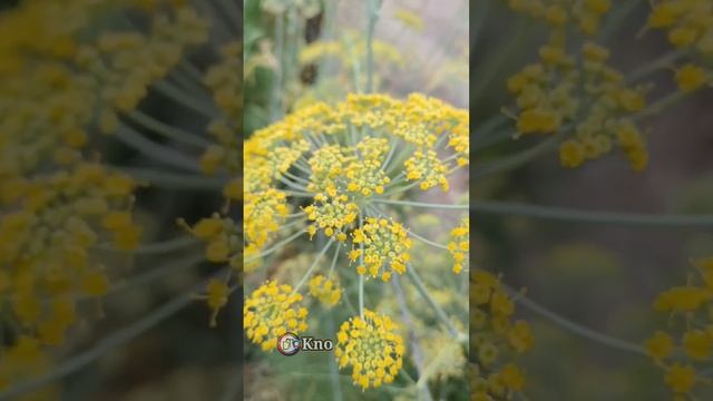 How to grow Fennel plant ।। Foeniculum vulgare ।। #shorts #trending #ytshorts