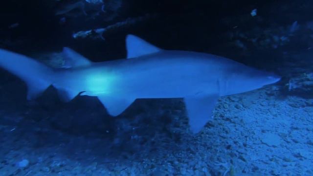 Sharkdiving Protea Banks Südafrika mit African Dive Adventures смотреть онлайн