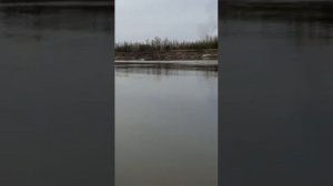 флагман ДК 390 игла ультра