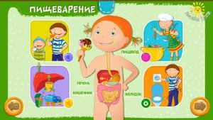 Как устроен человек