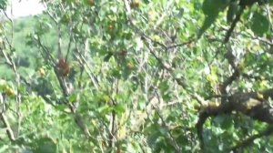 Обрезать абрикос весной НЕЛЬЗЯ! Только летом с урожаем.