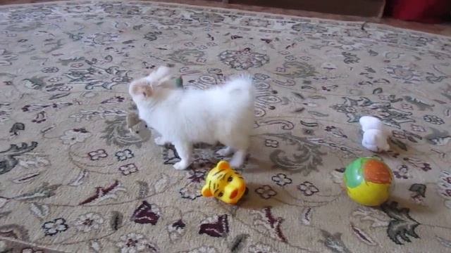 Девочка чихуахуа длинношерстная, 3 мес.