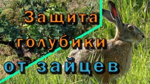 Защита голубики от зайцев