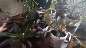 Рео- полезное и лечебное растение