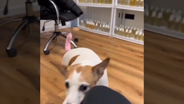 Бобэрчик на мотоцикле смотреть онлайн