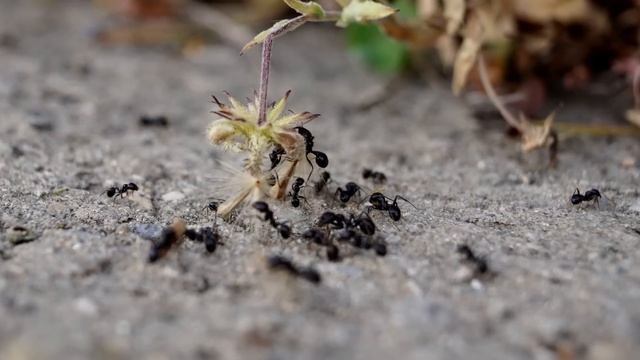 Я не верил, но от муравьев помогло сразу, прямо на глазах! Проверенный способ! смотреть онлайн