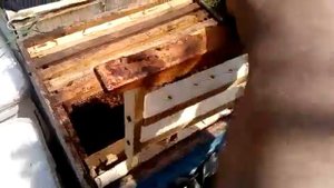 Формирование отводка на одну рамку крытого расплода! И раздача маточников