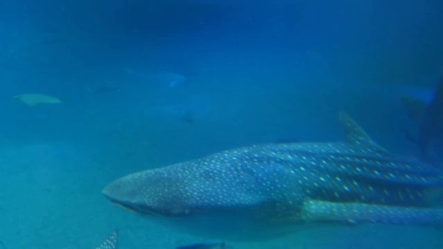 ПОЧЕМУ АКУЛА ЭТО ТВОЯ СЕСТРА!! Полная Эволюция Акул смотреть онлайн