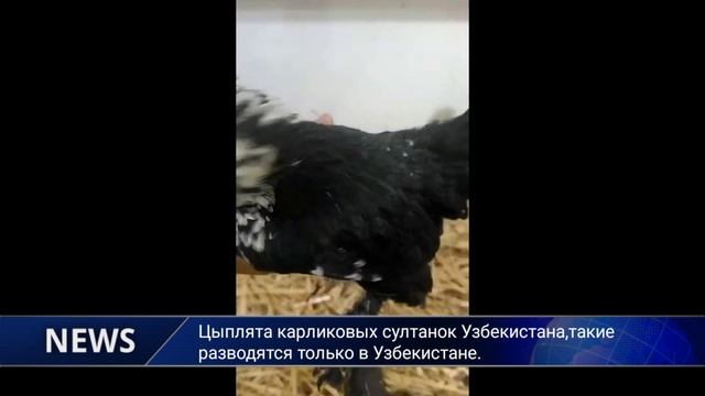 Цыплята карликовых султанок Узбекистана,такие разводятся только в Узбекистане. смотреть онлайн