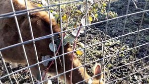 Огородные хлопоты//Обрезка малины Маравилла