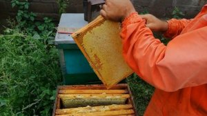 Пчелоудалитель квебек своими руками