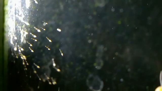 Разведение креветок Амано #аквариумистика#аквариумныерыбки смотреть онлайн