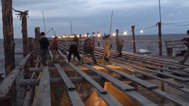 В Николаевске на Амуре перекрывают лиман ,рыба кета на нерест в реку амур не может зайти. смотреть онлайн