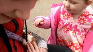 Покупка морских свинок