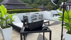 Тайланд 2023 /В Тайланд с собакой| Документы, перелёт и всё необходимое