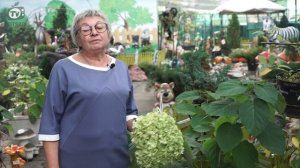 Гортензия Осенью? Что нужно знать о посадке Гортензии в сентябре - Хитсад медиа