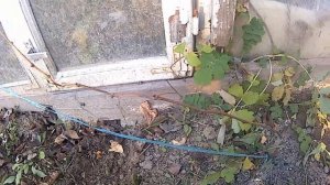 #grapes Как  определить вызревание ,обрезать лозу винограда!Обзор созревание лозы первогодок!