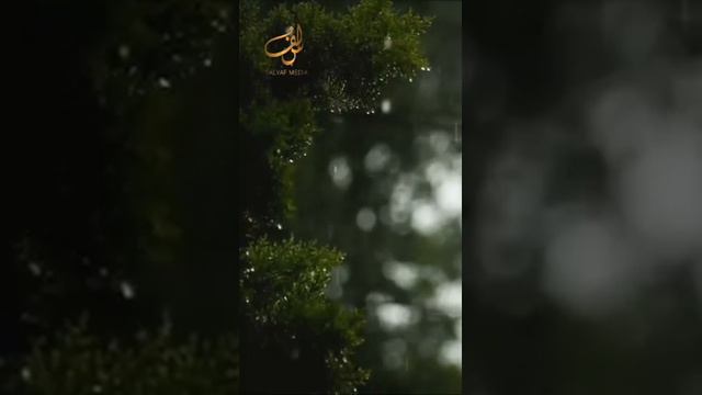 Шейх Мишари Рашид сура-31 Лукман Лукман kuranzakirnaik kuransunnahкоран