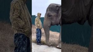 Как слониха Джени просила Виктора ОТВЕСТИ ЕЁ ДОМОЙ1