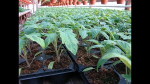 ??РАЗБИРАЕМСЯ С ВЫСОТОЙ ТОМАТОВ. ВЫСОКОРОСЛЫЕ, СРЕДНЕРОСЛЫЕ, НИЗКОРОСЛЫЕ ПОМИДОРЫ