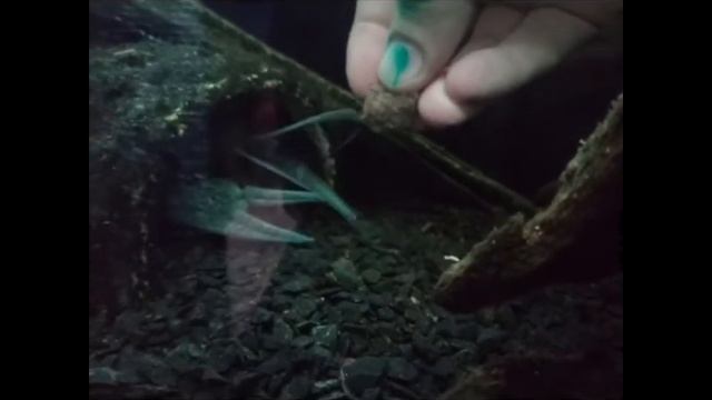 Кормлю Речного рака в аквариуме смотреть онлайн