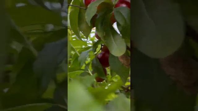 NECTARINE FRUITS | Full Of Flavor & Sweet | I Picked fresh nectarine for my Friends |   #Shorts