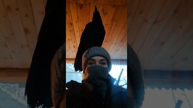 Ворон Гриша Истринский. Голова хозяйки самое удобное и надёжное место! смотреть онлайн