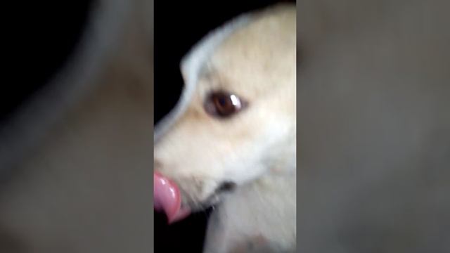 Собака и Вова Синяя акула часть 3 смотреть онлайн