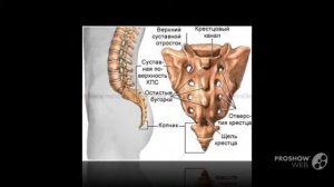 Что может болеть над поясницей боль слева над поясницей