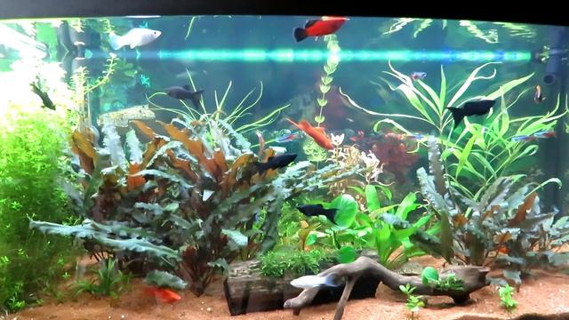 Ph и Kh/Всегда ли нужен яркий свет в аквариуме? смотреть онлайн