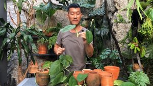 Syngonium Macrophyllum Frosted Heart Care and Propagation