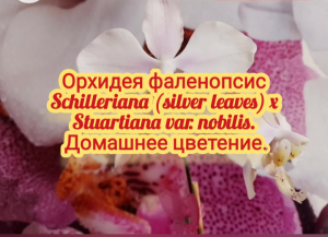 Орхидея фаленопсис гибрид Schilleriana (silver leaves) ×Stuartiana var. nobilis. Домашнее цветение.