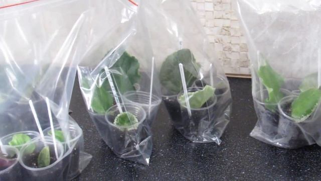 ПОЧЕМУ ПРОПАДАЕТ ЛИСТ ФИАЛКИ. НАШИ ОШИБКИ смотреть онлайн