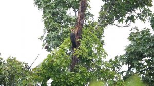 Pileated Woodpecker. Хохлатая желна