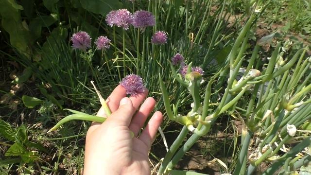 Лук (ч.14), многолетний на зелень, 12.06.2015г. смотреть онлайн