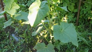 БОРНАЯ КИСЛОТА СУПЕР  СРЕДСТВО ДЛЯ УВЕЛИЧЕНИЯ УРОЖАЯ