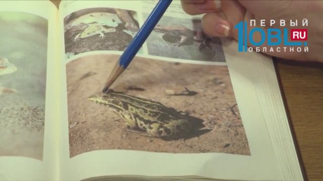 Мутант лягушки обнаружен в жилом дворе Чебаркуля смотреть онлайн