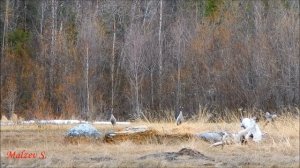 Крик серого журавля - часть2